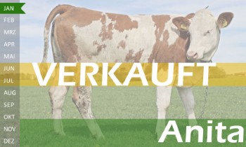 trchtige Fleckvieh Kalbin zu verkaufen, beweidet und ruhig